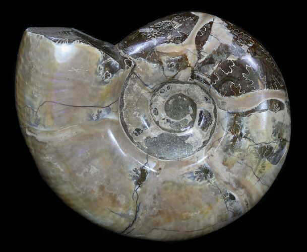 Polished Ammonite (Anapuzosia) - Madagascar #34227